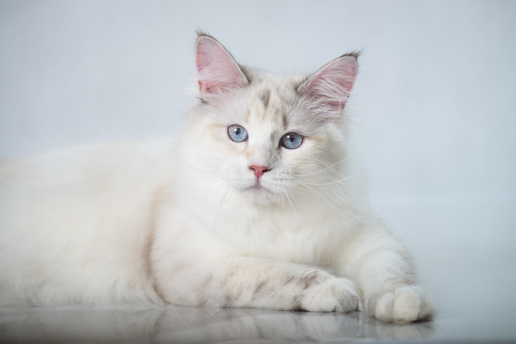 Eine Sibirische Katze mit weißem Fell
