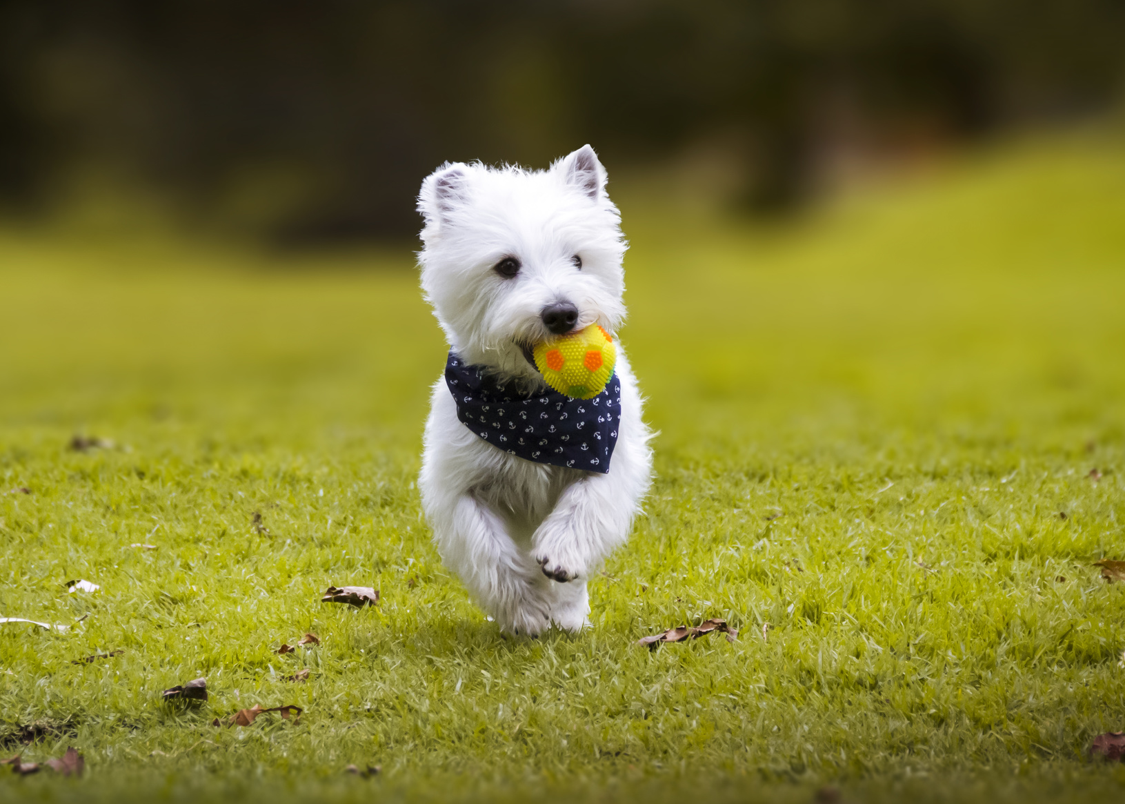 west highland white terrier spielt