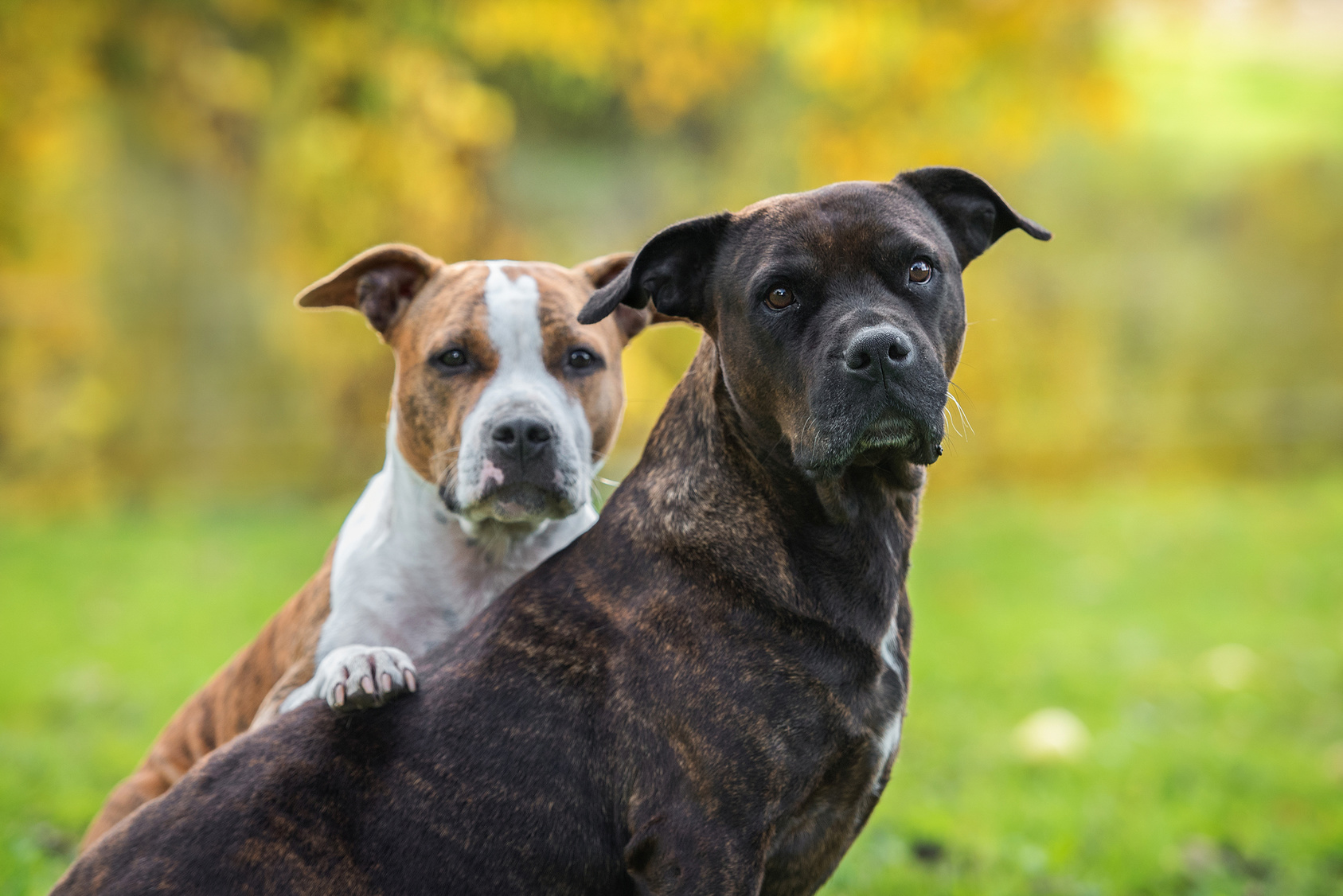 zwei American Staffordshire Terrier Hunde