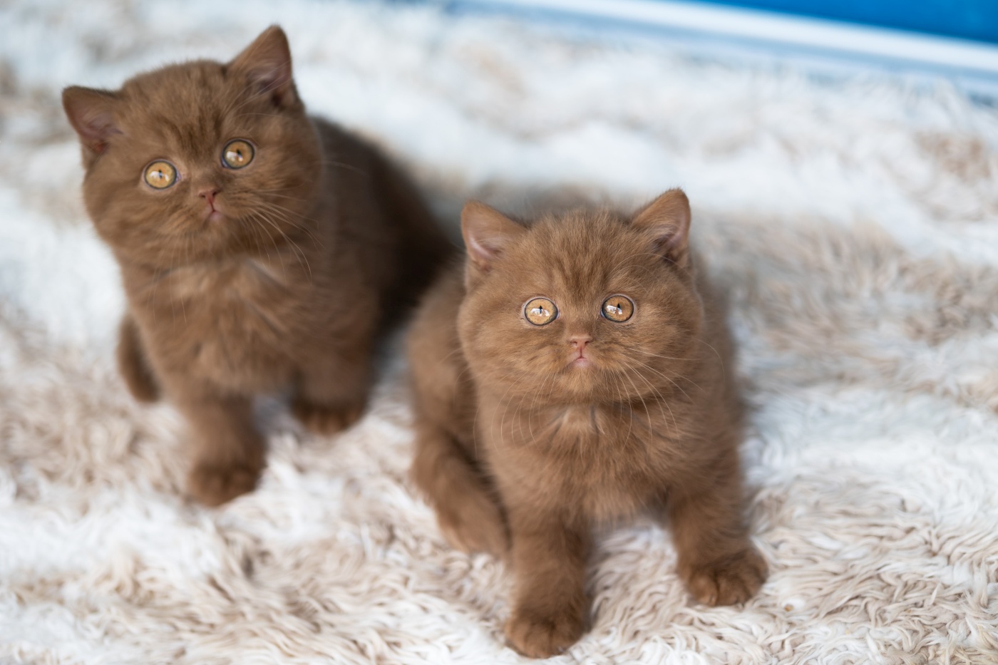 zwei britisch kurzhaar kitten auf decke