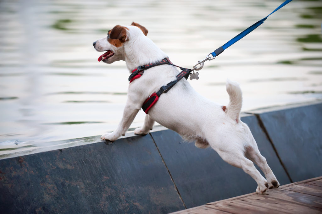 Geschirr oder Halsband für den Hund? zooplus Hundemagazin