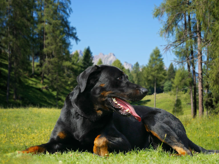 Beauceron Selbstbewusster Hund für erfahrene Halter zooplus Magazin