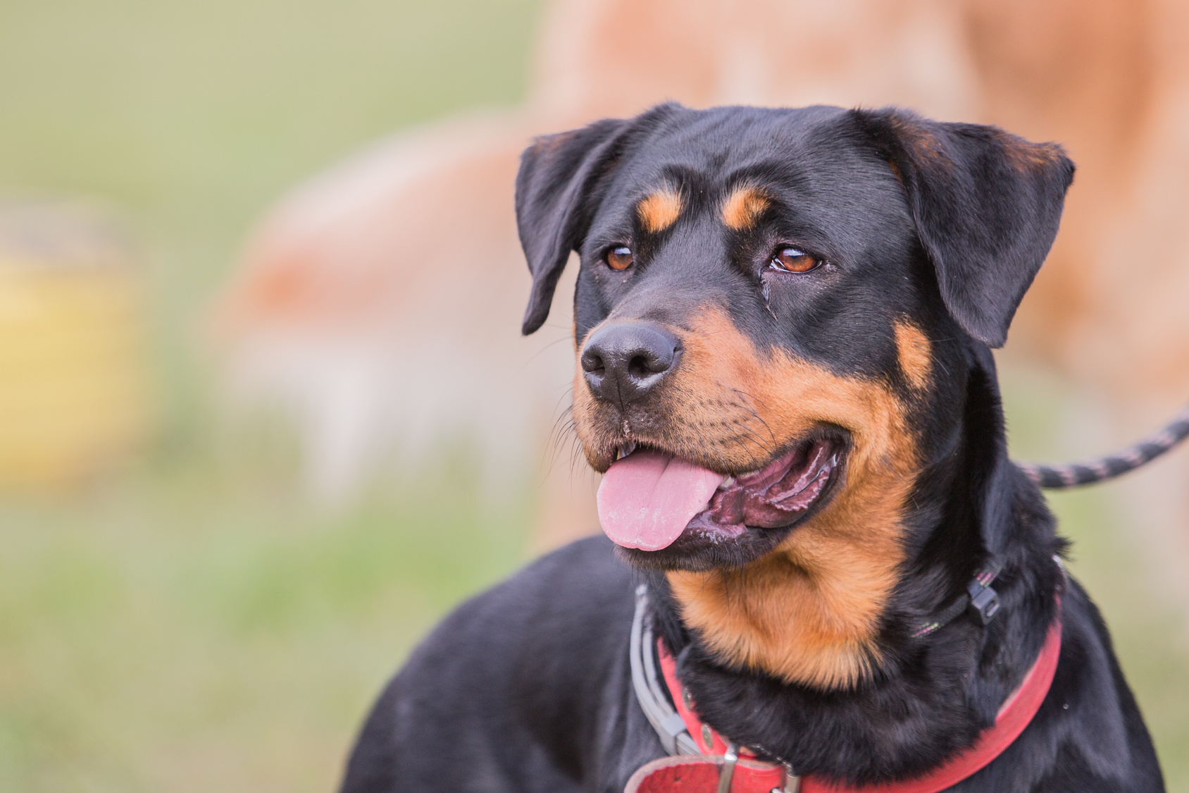 Beauceron Charakter, Haltung &amp; Pflege Rassebeschreibung zooplus