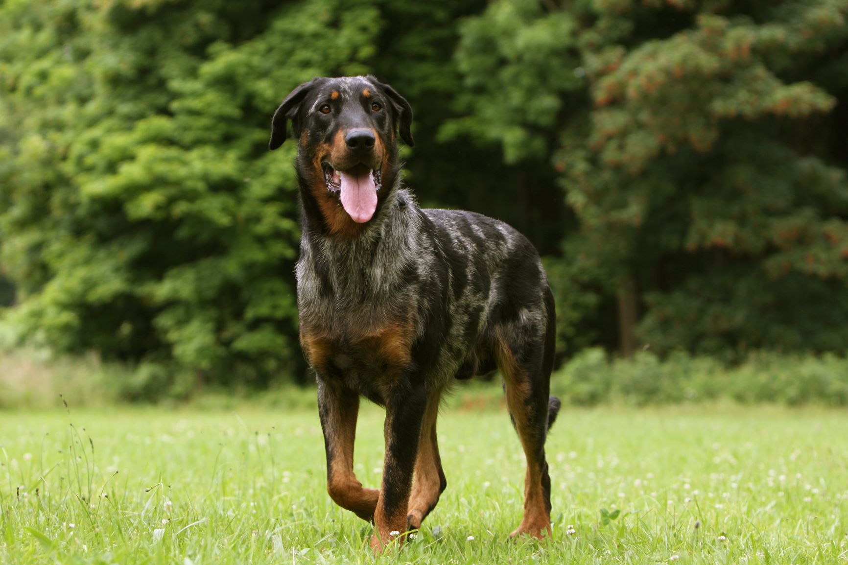 Beauceron: Selbstbewusster Hund für erfahrene Halter