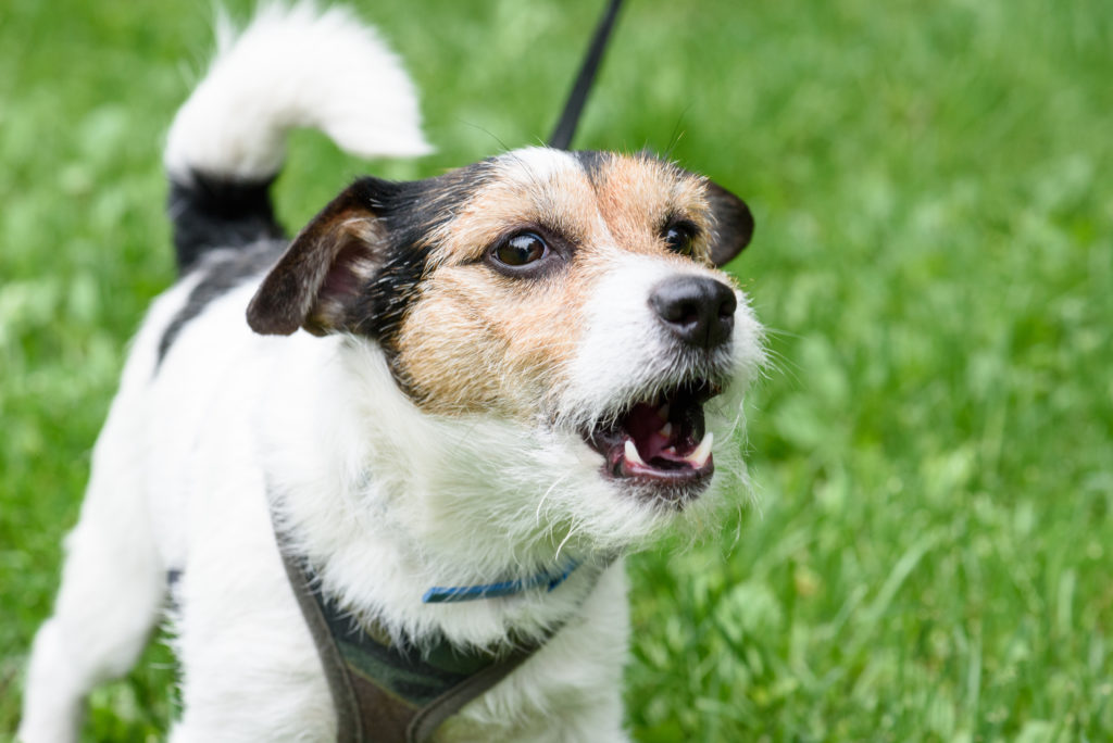 Wie kann ich meinem Hund das Bellen abgewöhnen? | zooplus ...