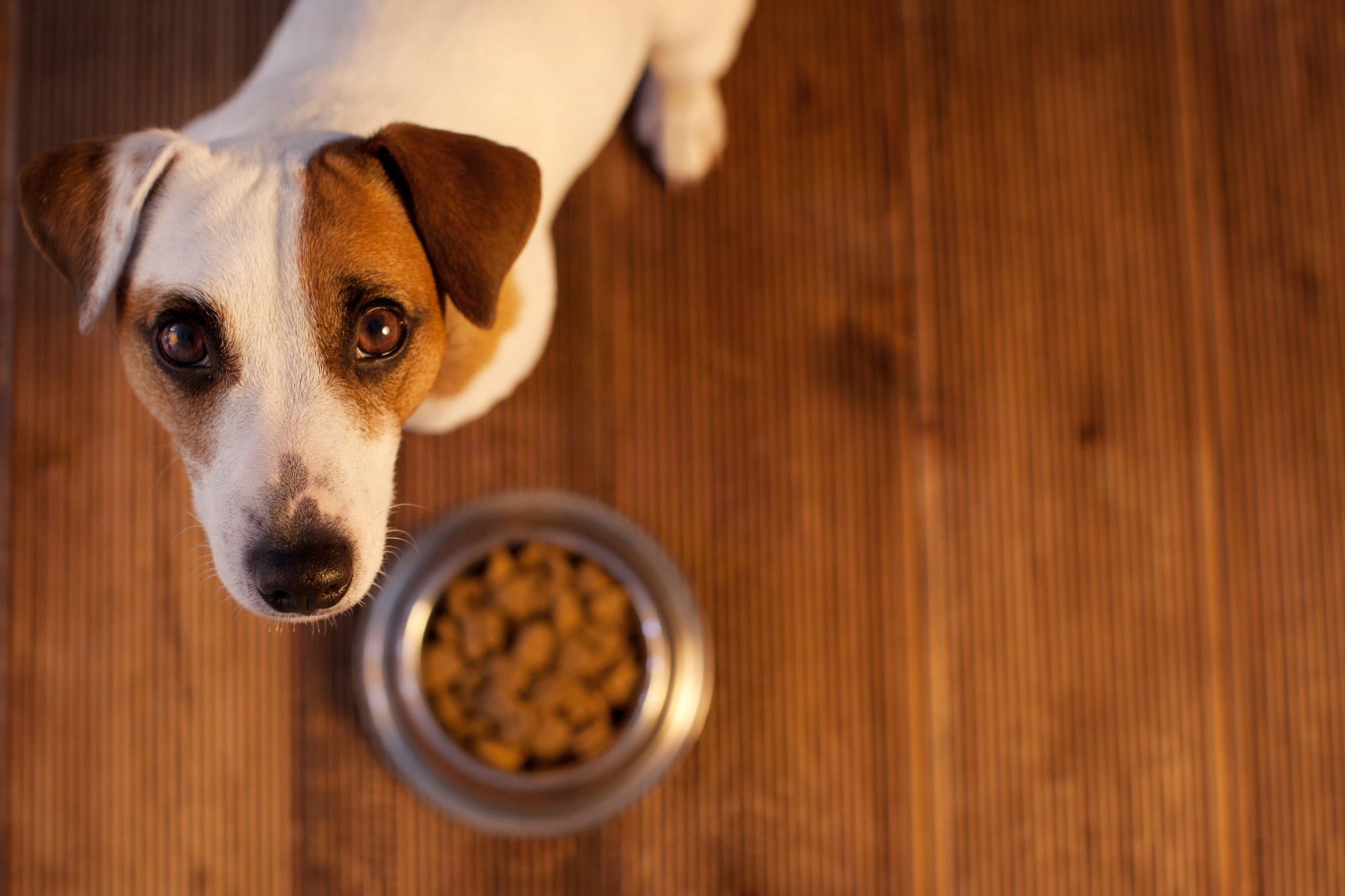 Hypoallergenes Futter für AllergikerHunde