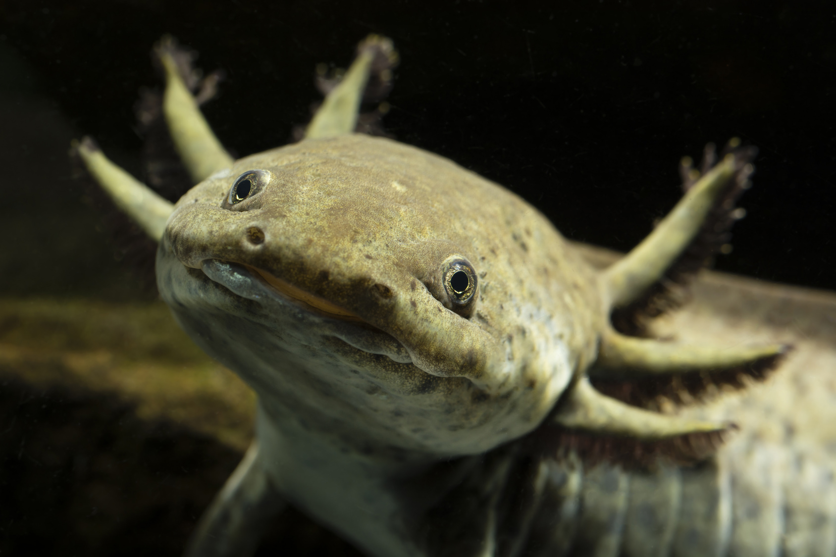 Axolotl Haltung im Aquarium | zooplus Aquaristikmagazin