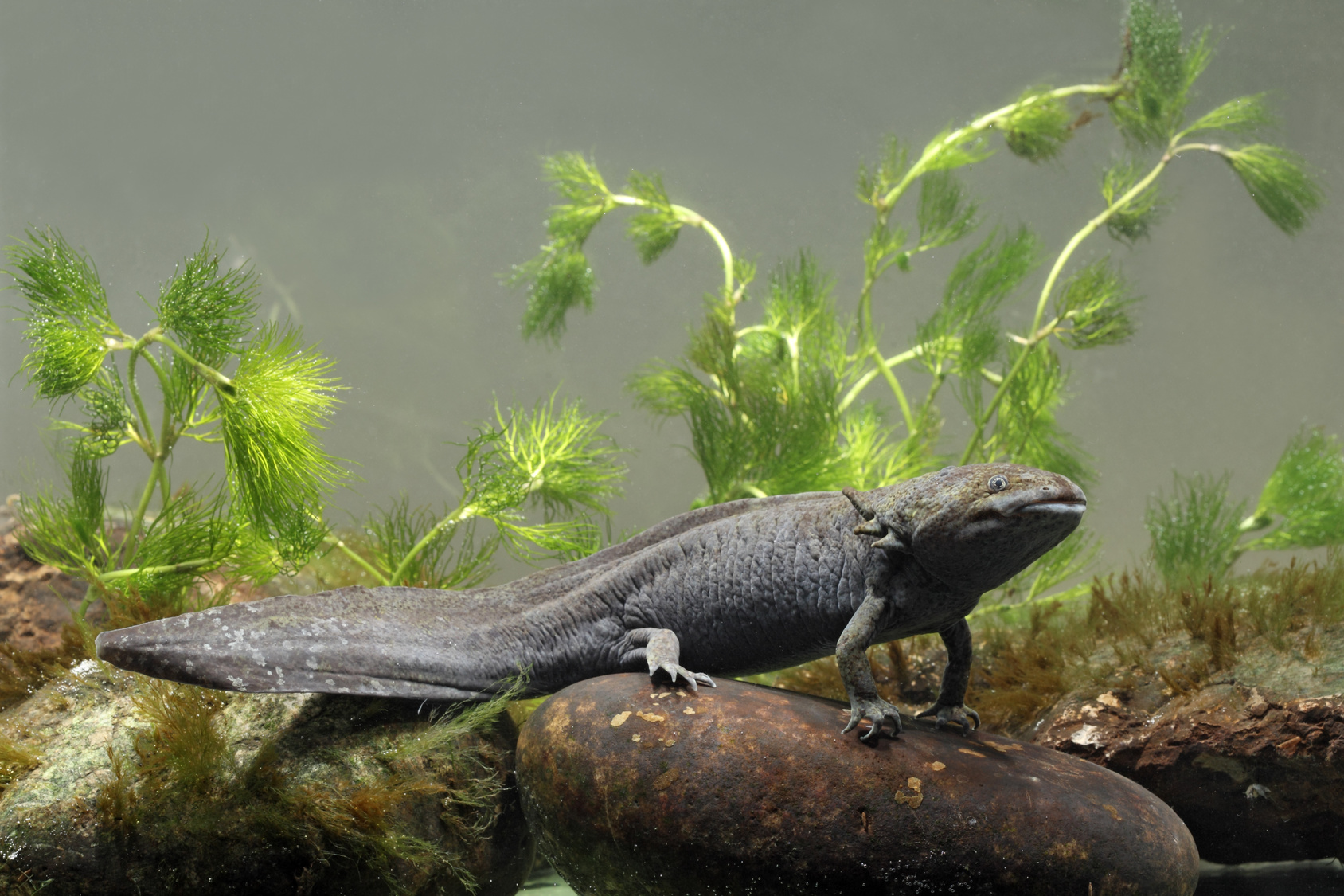 Axolotl Haltung im Aquarium | zooplus Aquaristikmagazin