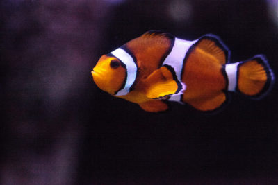 Clownfisch (Anemonenfisch) Haltung im Aquarium - Aquaristik Magazin