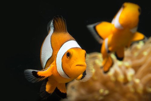 Clownfisch (Anemonenfisch) Haltung im Aquarium - Aquaristik Magazin