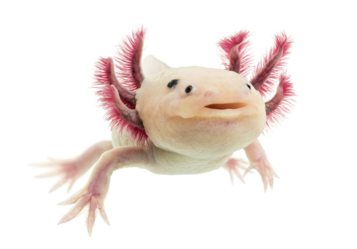 Axolotl Haltung im Aquarium - zooplus Aquaristikmagazin