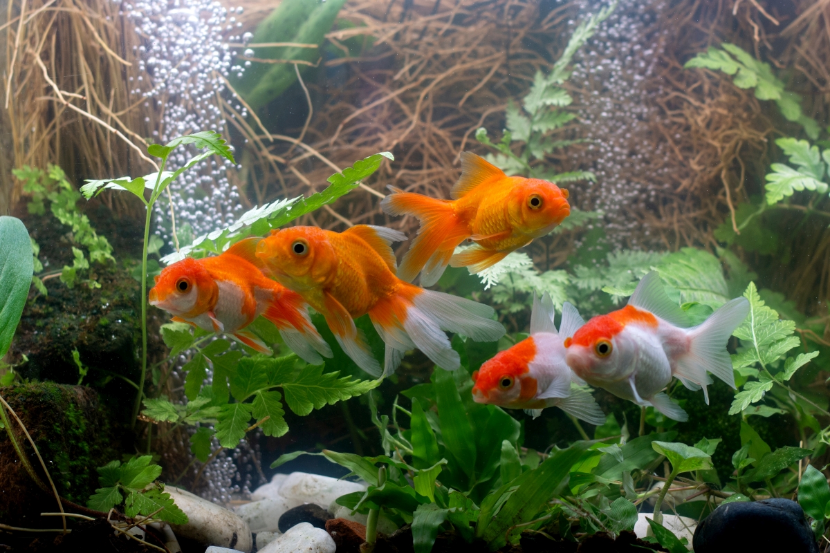 goldfische im schwarm in aquarium