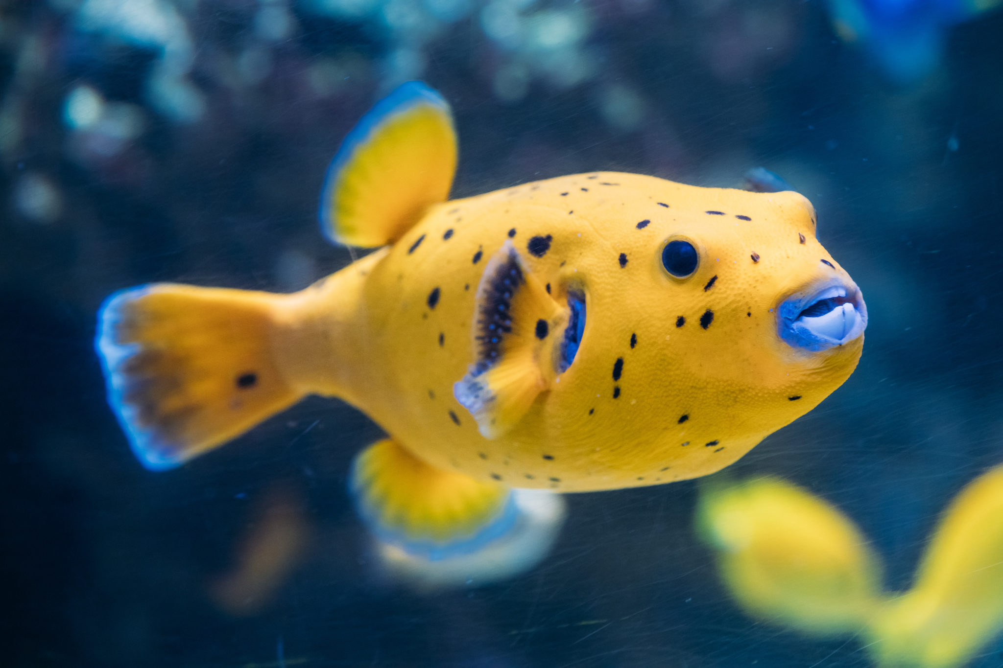 Gelber Kugelfisch im Meer