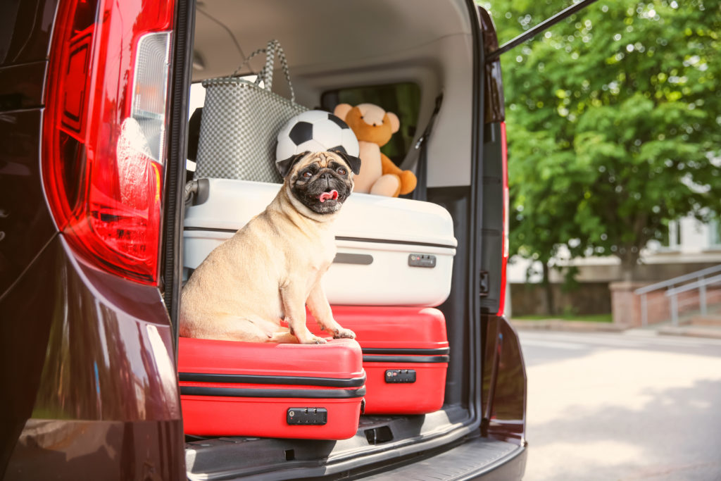 Mit Hund reisen Auto vs Flugzeug zooplus Hundemagazin