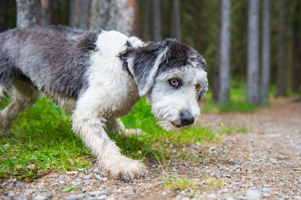 Polnische Niederungshütehund (PON) Charakter, Haltung &amp; Pflege