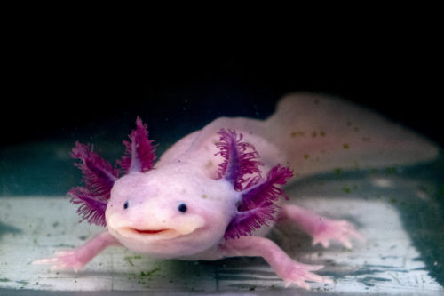 Axolotl Haltung im Aquarium | zooplus Aquaristikmagazin