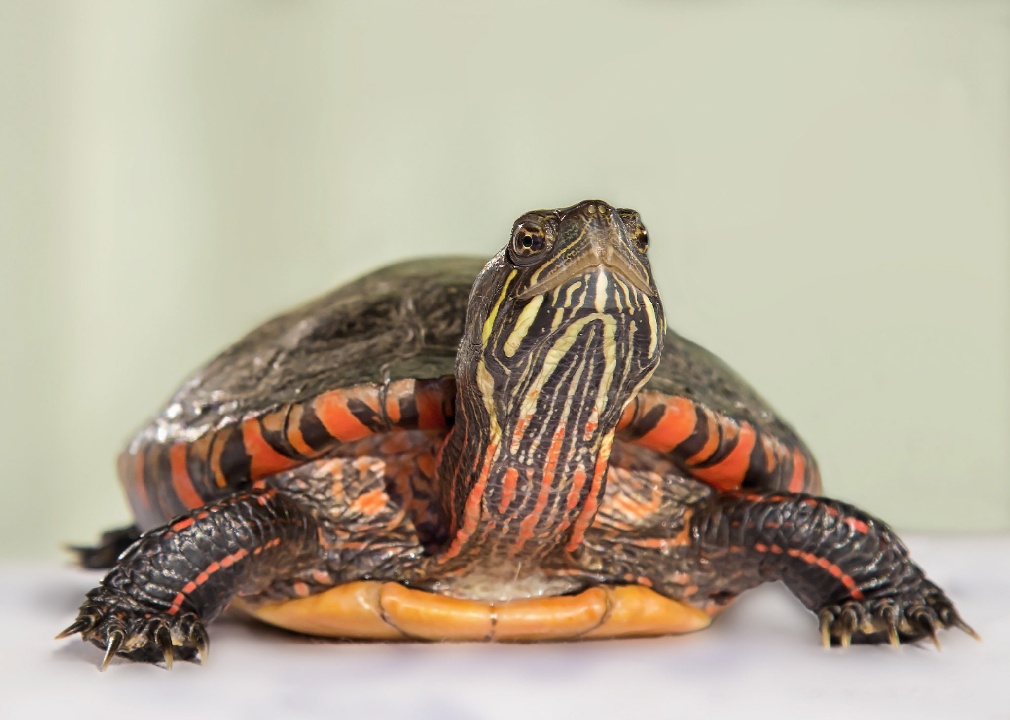 Schildkröte - Haltung im Terrarium | zooplus Aquaristik Magazin