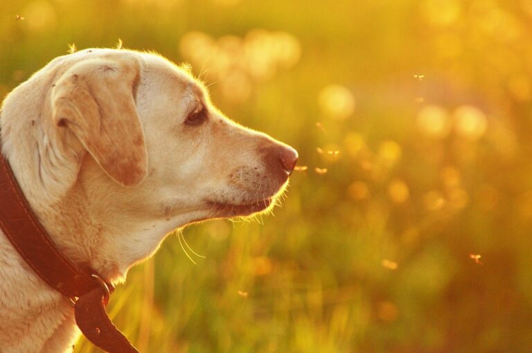 Mücken können Hunde mit Leishmaniose anstecken