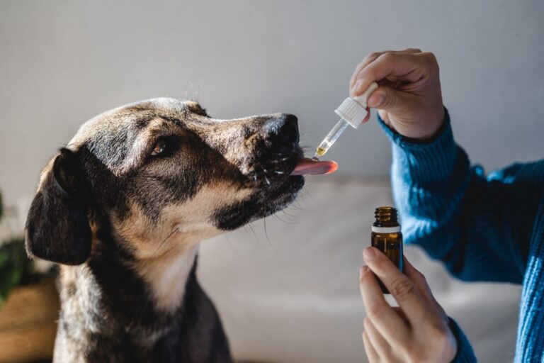 Homöopathie für Hunde