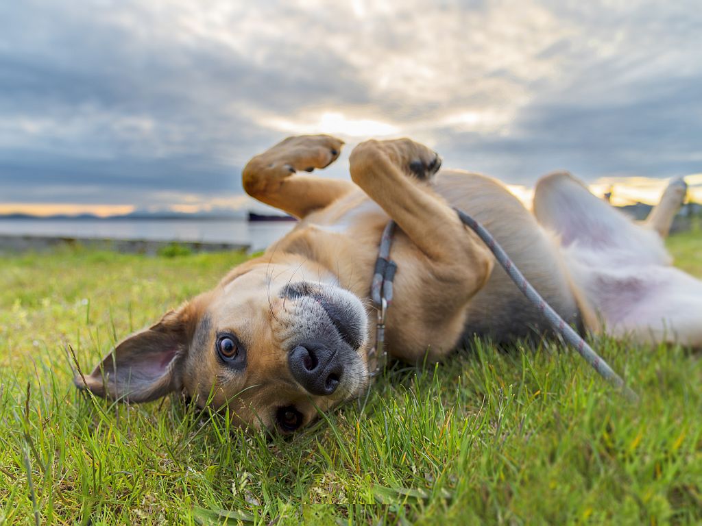 Leishmaniose beim Hund Symptome, Ursachen &amp; Behandlung zooplus