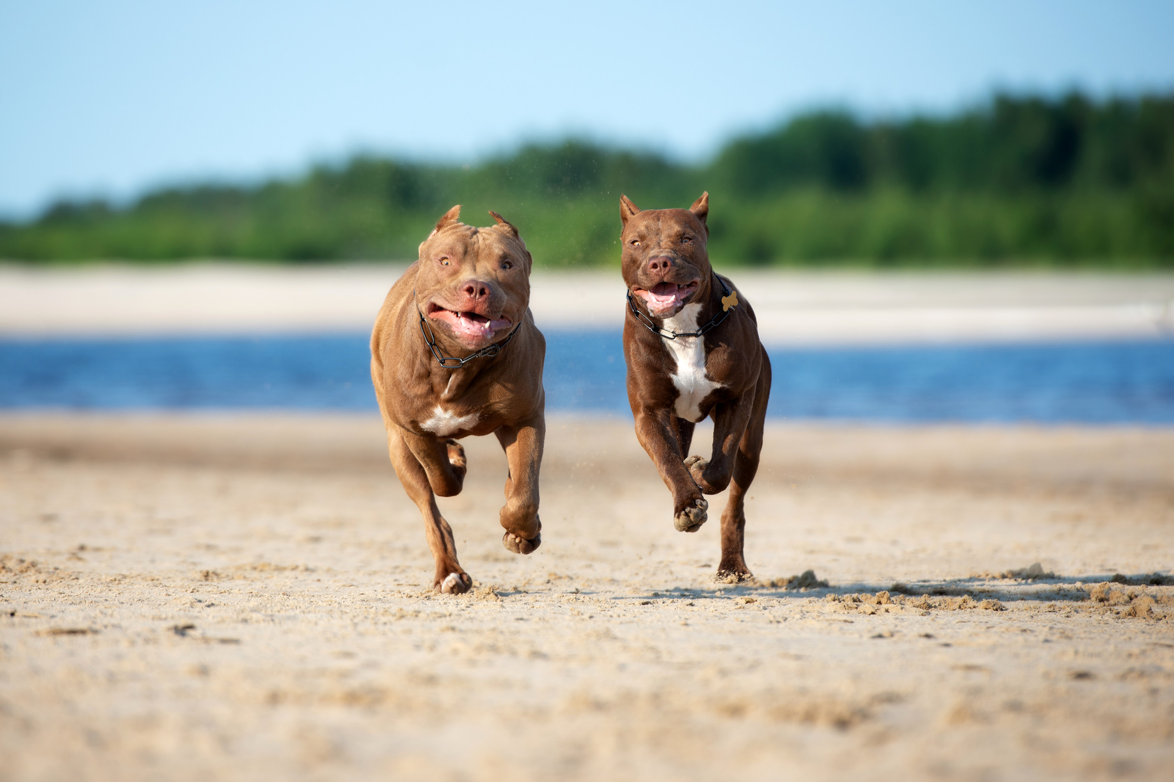 zwei american pit bull terrier meer