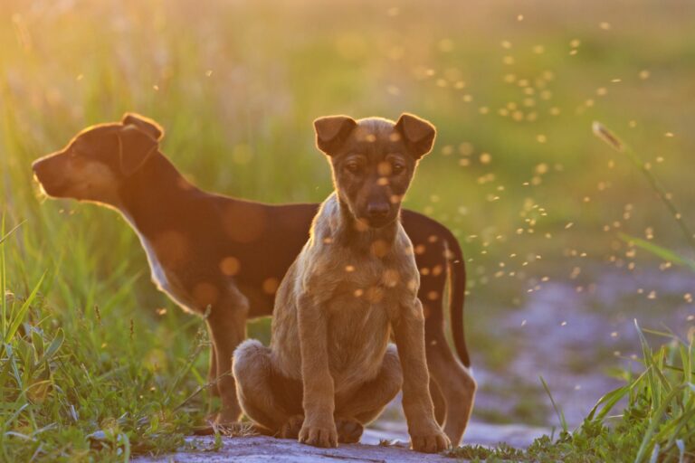 Leishmaniose beim Hund Symptome, Ursachen &amp; Behandlung zooplus