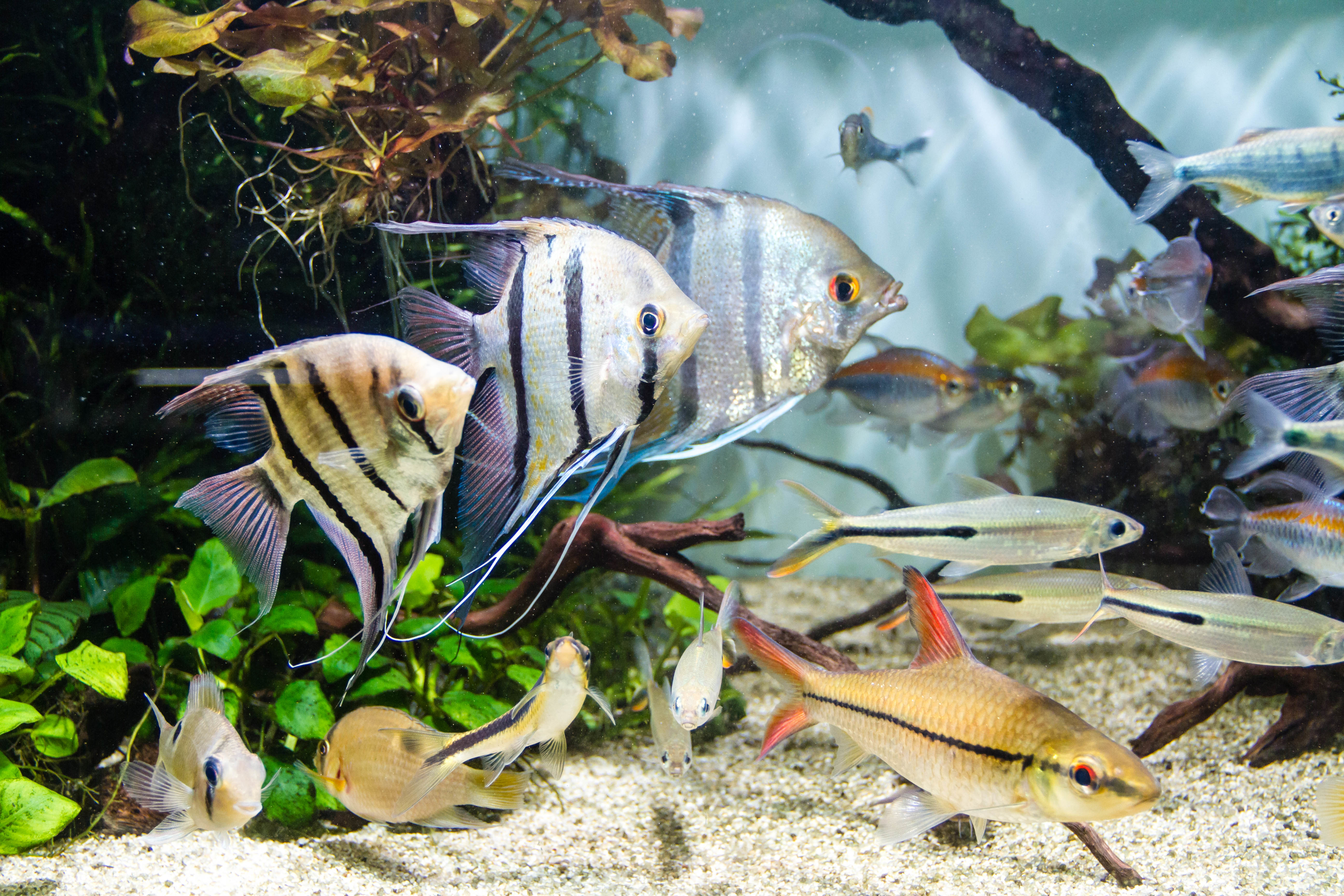 √ Aquarium Fische Kaufen Schweiz | Fischlexikon