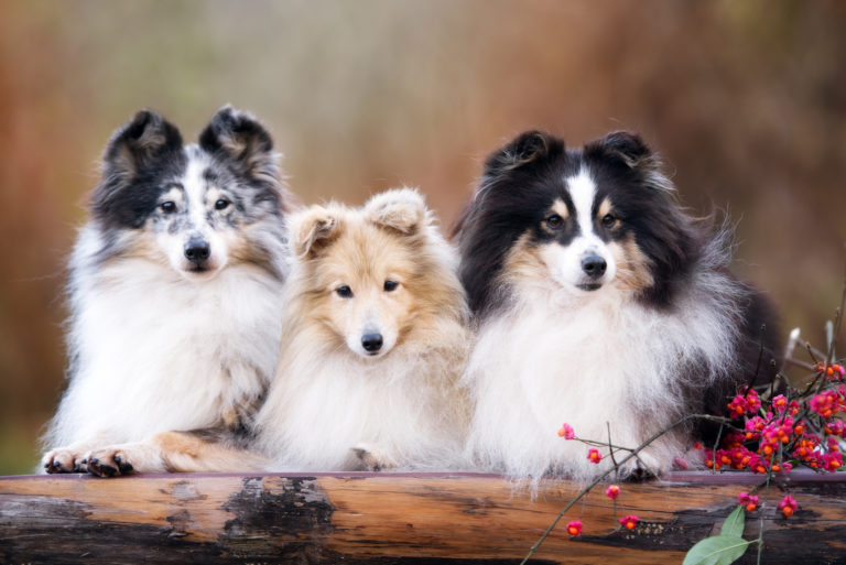 Shetland Sheepdog (Sheltie) Charakter, Haltung & Pflege | Zooplus