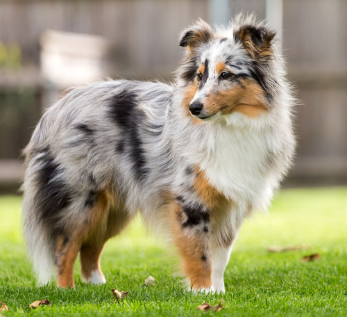 Shetland Sheepdog (Sheltie) Rassebeschreibung - Hundemagazin