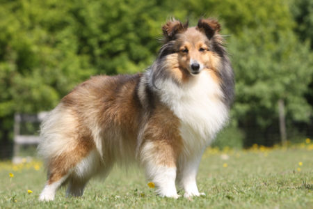 Shetland Sheepdog (Sheltie) Charakter, Haltung & Pflege | Zooplus