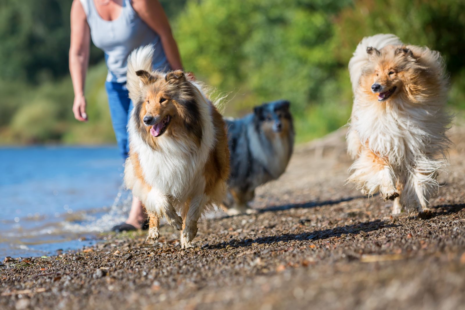 langhaar collies am see