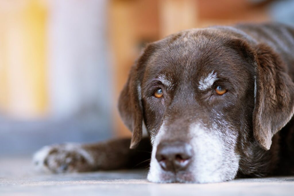 Schilddrüsenunterfunktion beim Hund | zooplus