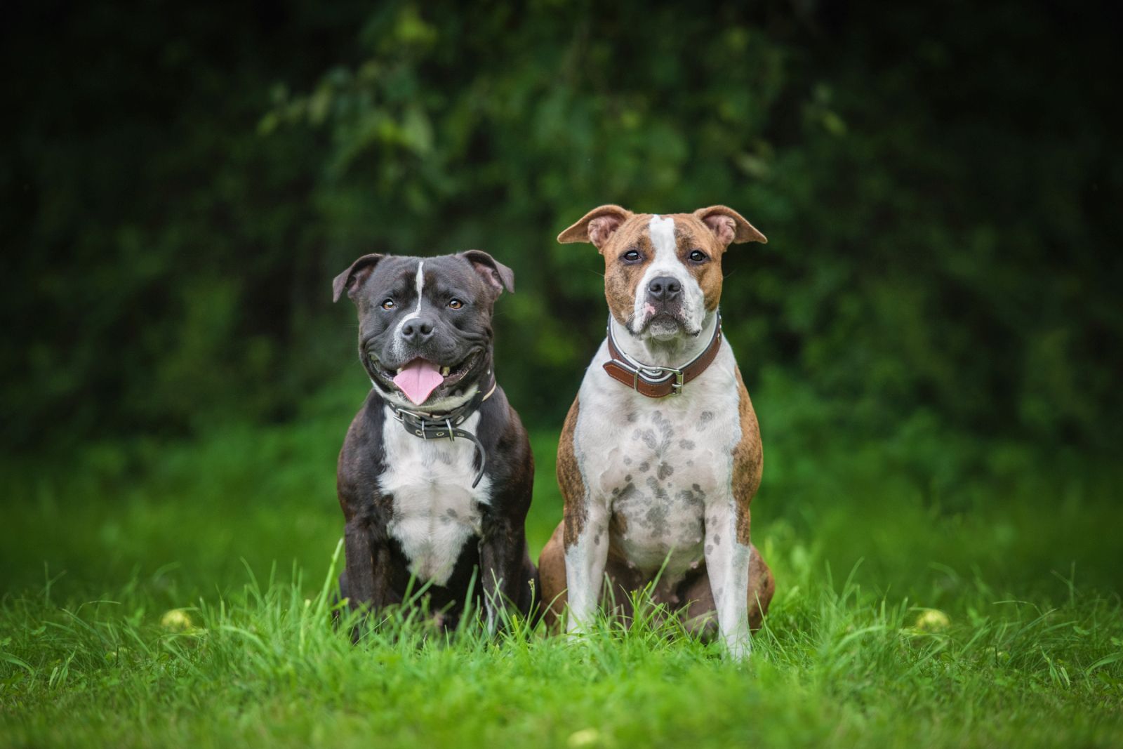 Staffordshire Bullterrier und American Staffordshire Terrier