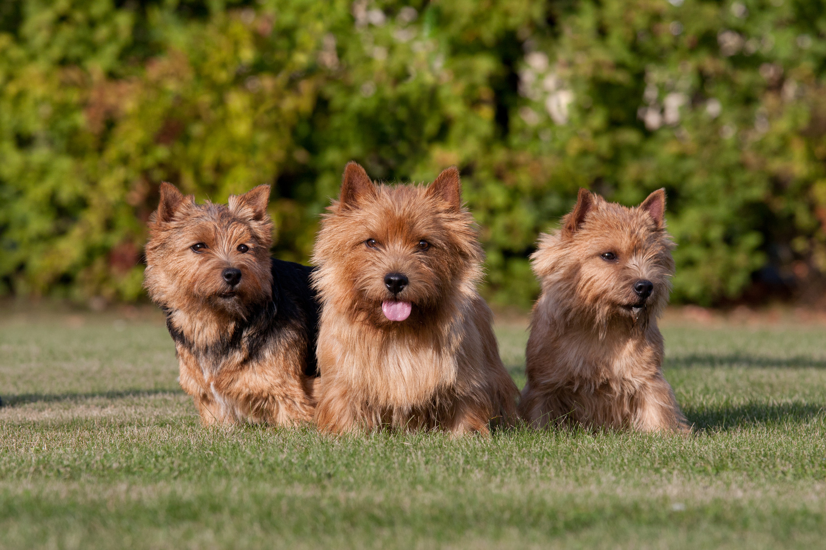 drei junge norwich terrier
