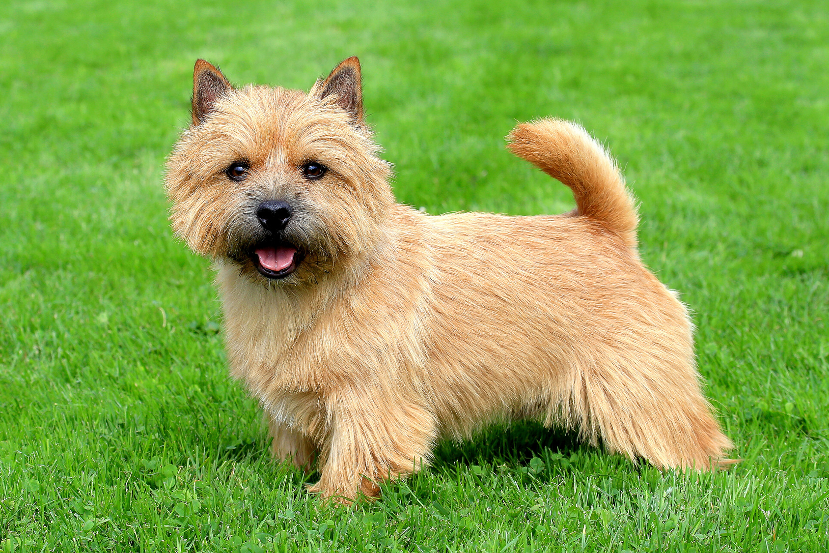 norwich terrier im grass