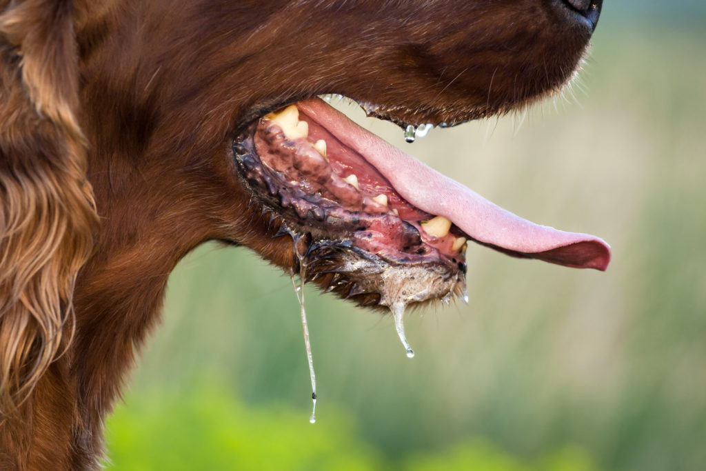 Tollwut beim Hund Symptome, Behandlung &amp; Impfung zooplus