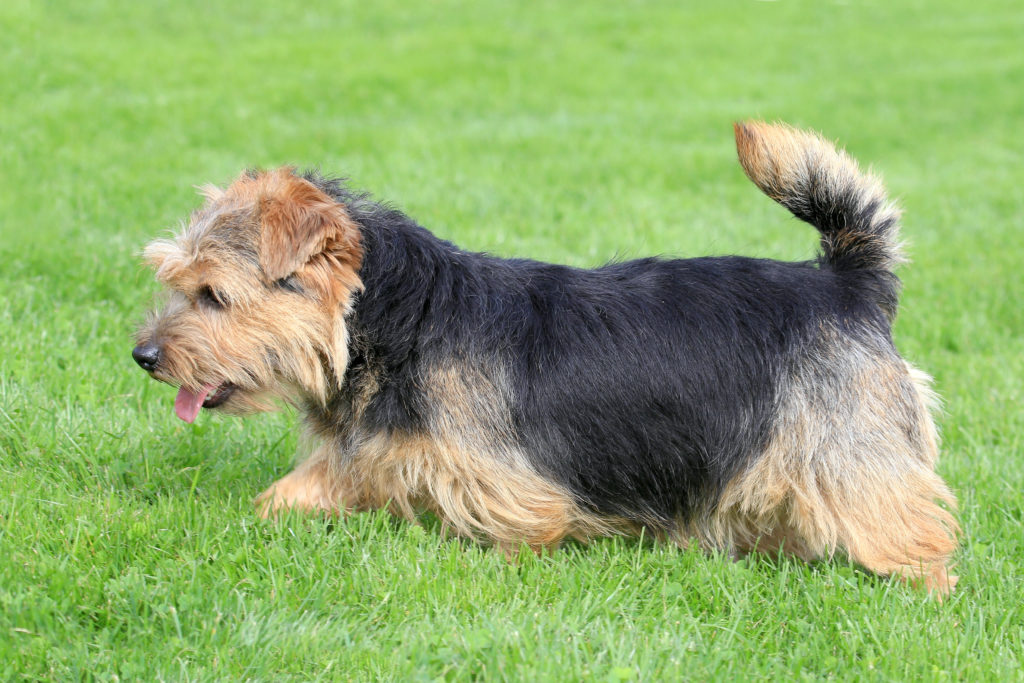 Norfolk Terrier Charakter, Haltung &amp; Pflege Rassebeschreibung zooplus