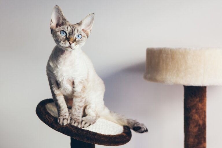 Devon Rex