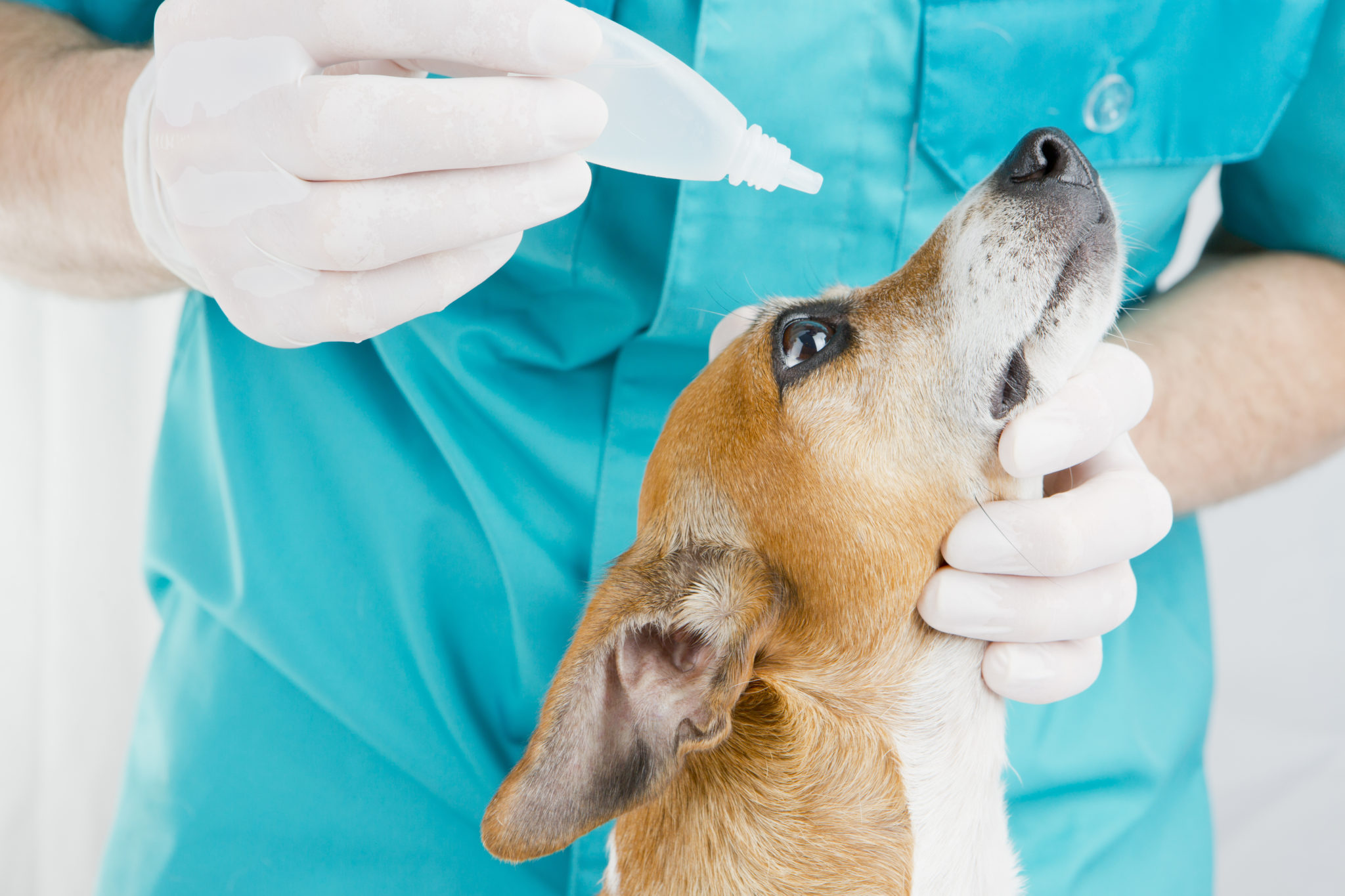 Bindehautentzündung (Konjunktivitis) beim Hund zooplus Hundemagazin