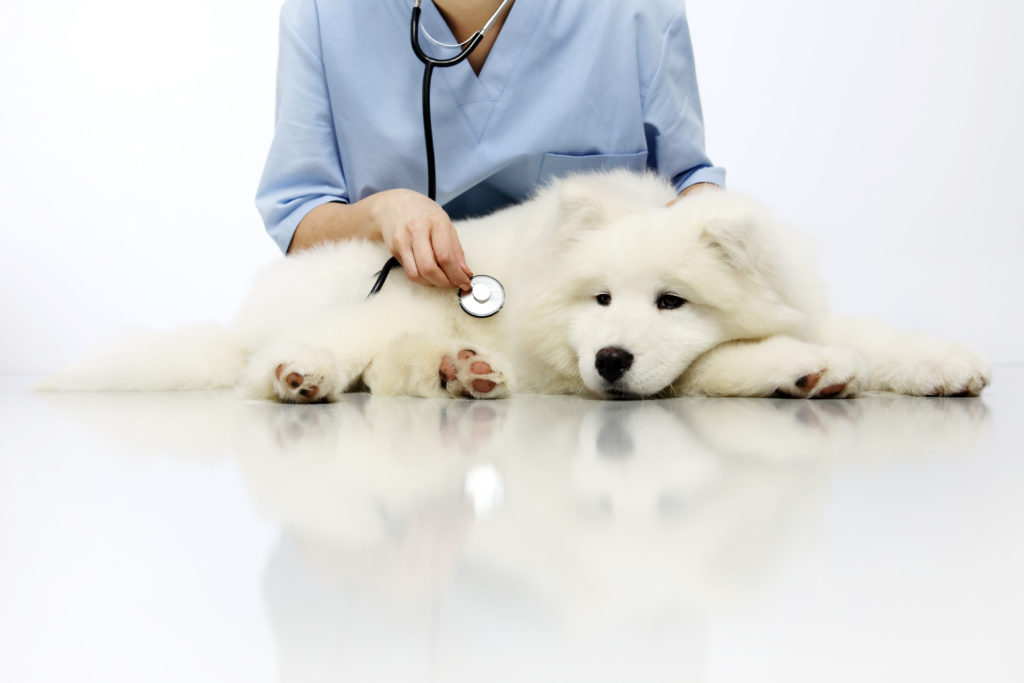 Blasenentzündung (Zystitis) beim Hund Symptome &amp; Behandlung