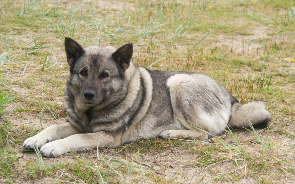 Norwegischer Elchhund Grau