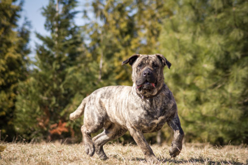 Kampfhunde-Rassen - Erziehungstipps und Auflagen | zooplus ...