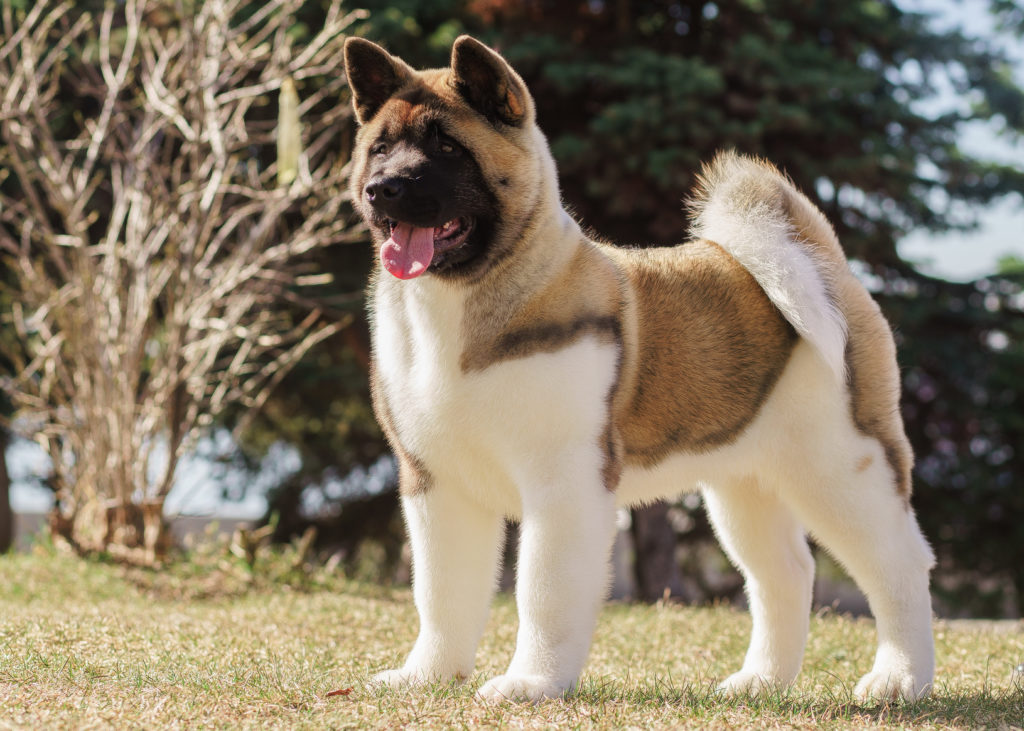 American Akita Charakter, Haltung &amp; Pflege Hund Rassebeschreibung