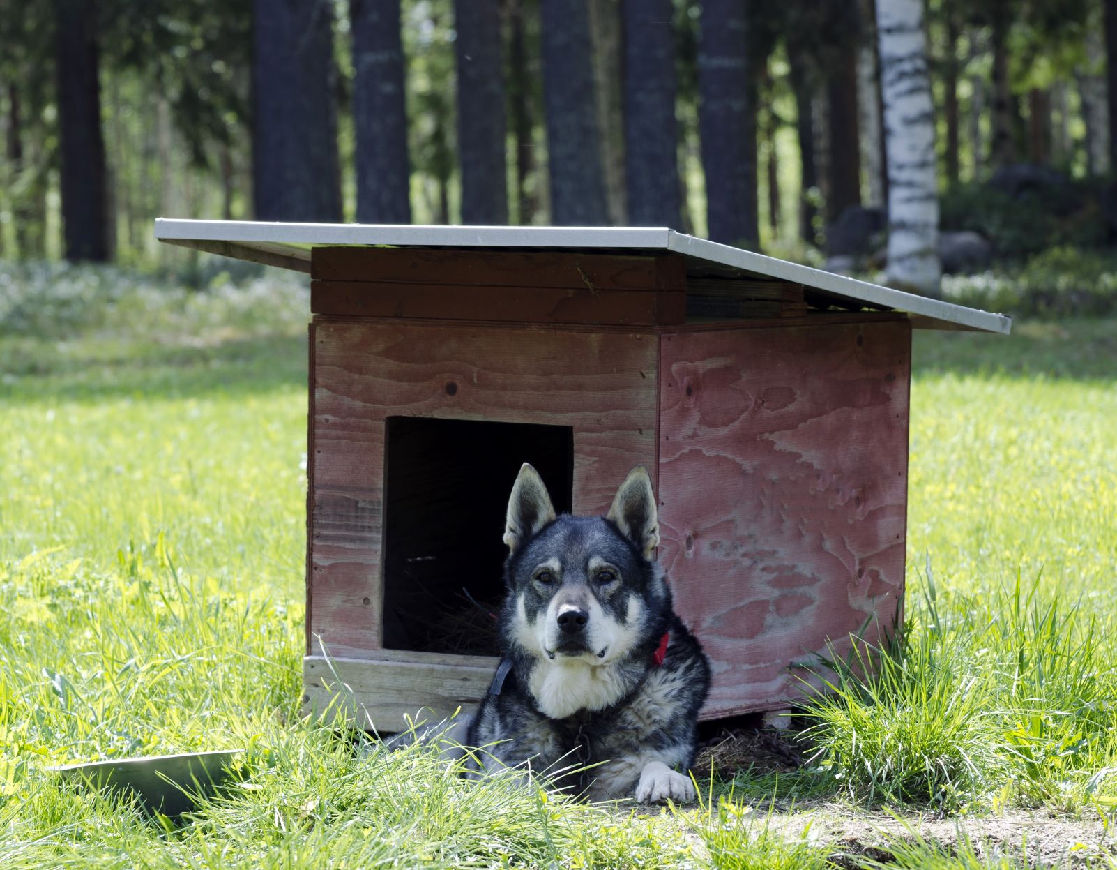 Ein Jämthund liegt vor seiner Hundehütte