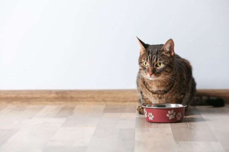 Food for Sensitive Cats - zooplus Magazine