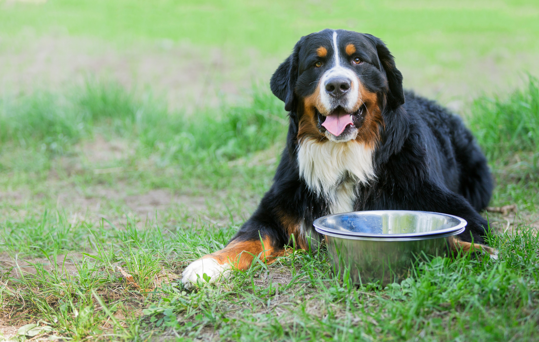 Berner Sennenhund Ernährung welches Futter ist das beste?