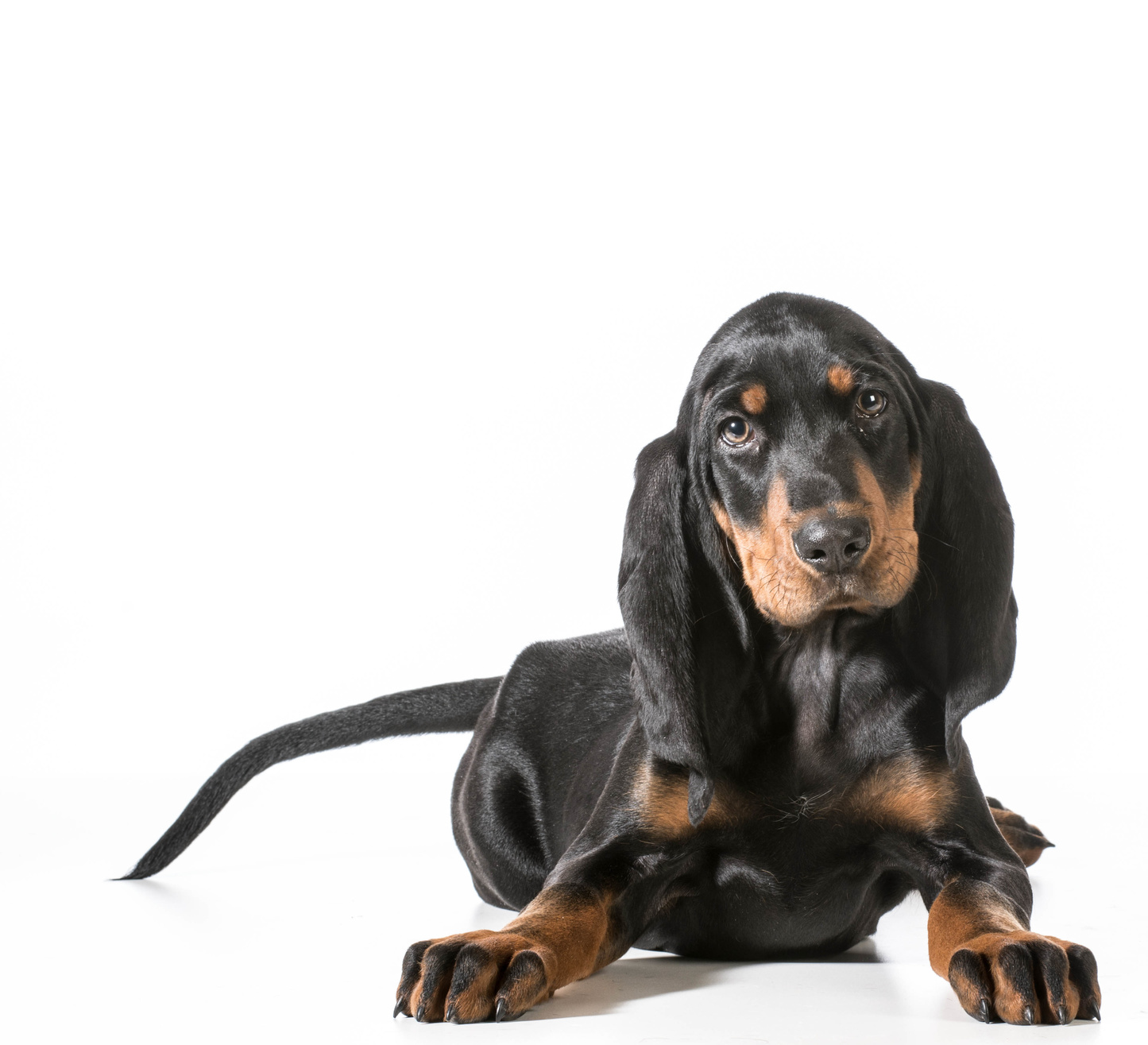 Black and Tan Coonhound welpe
