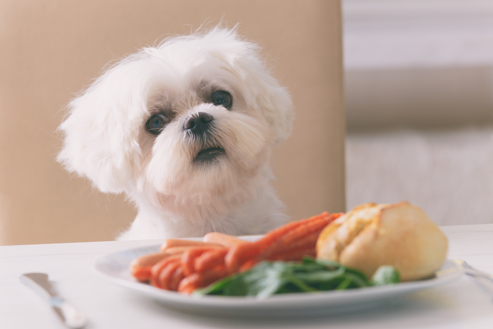 Welche menschlichen Nahrungsmittel sind schlecht für den Hund