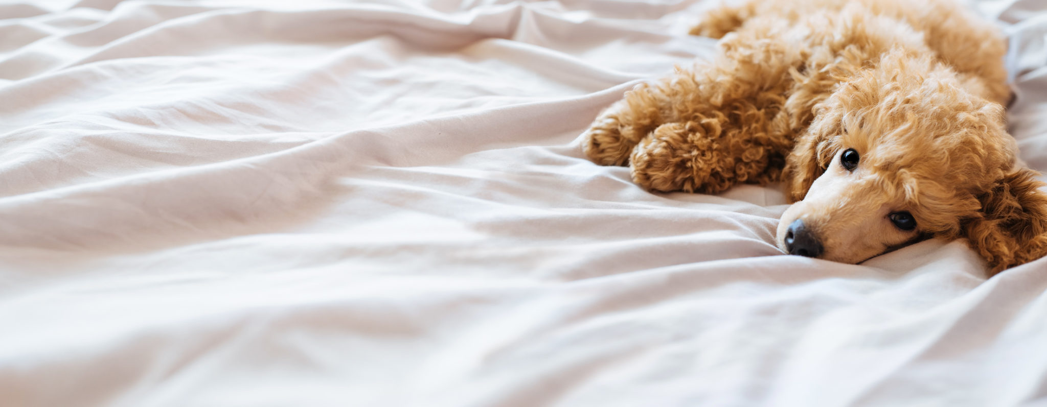 Sollte ich meinen Hund im Bett schlafen lassen? Hundehaltung