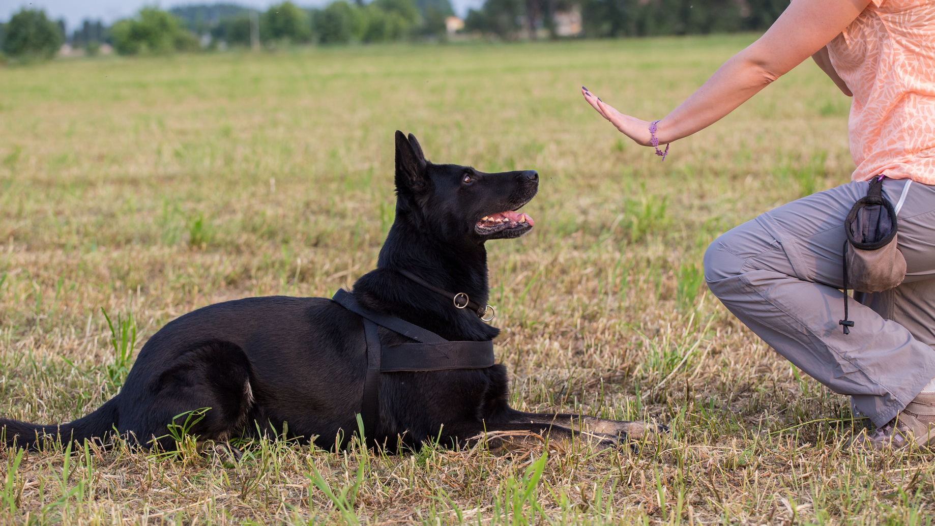 Obedience Training für den Hund Kommandos, Zubehör &amp; Tipps